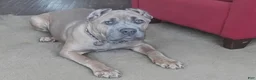 Cane Corso dogs for sale: Cane Corso 1 - Ad 1