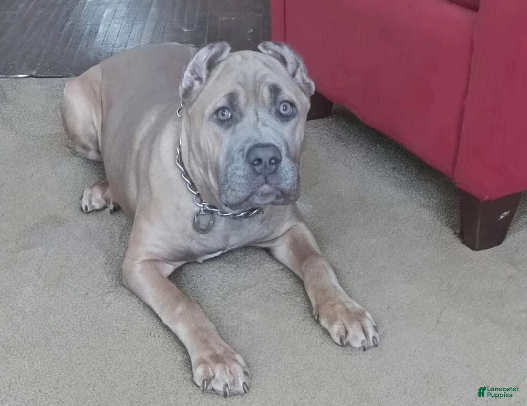 Cane Corso dogs for sale: Cane Corso 1 - Ad 1