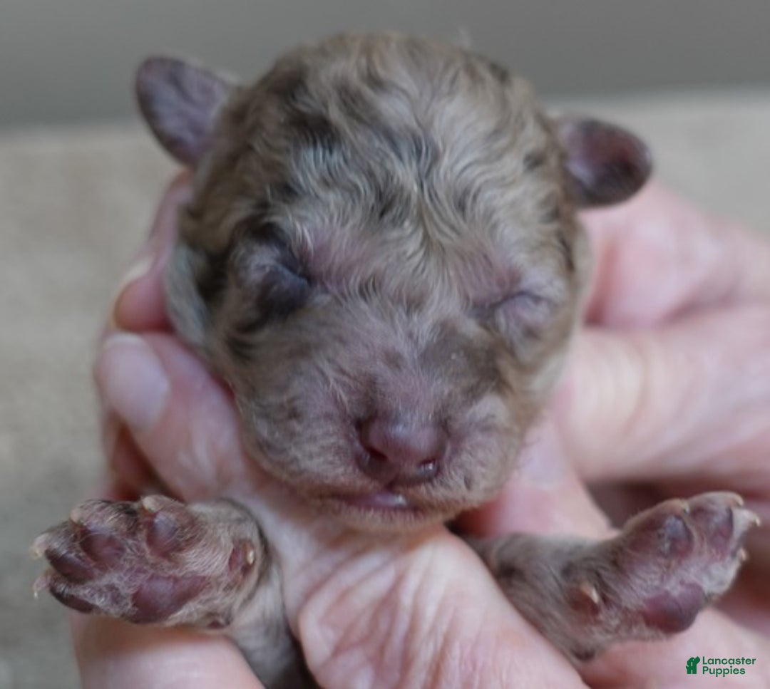 Toy Poodle dogs for sale: Sophia rarest color chocolate merle - Ad 3