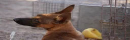 Belgian Malinois dogs for sale: Malinois M - Ad 5