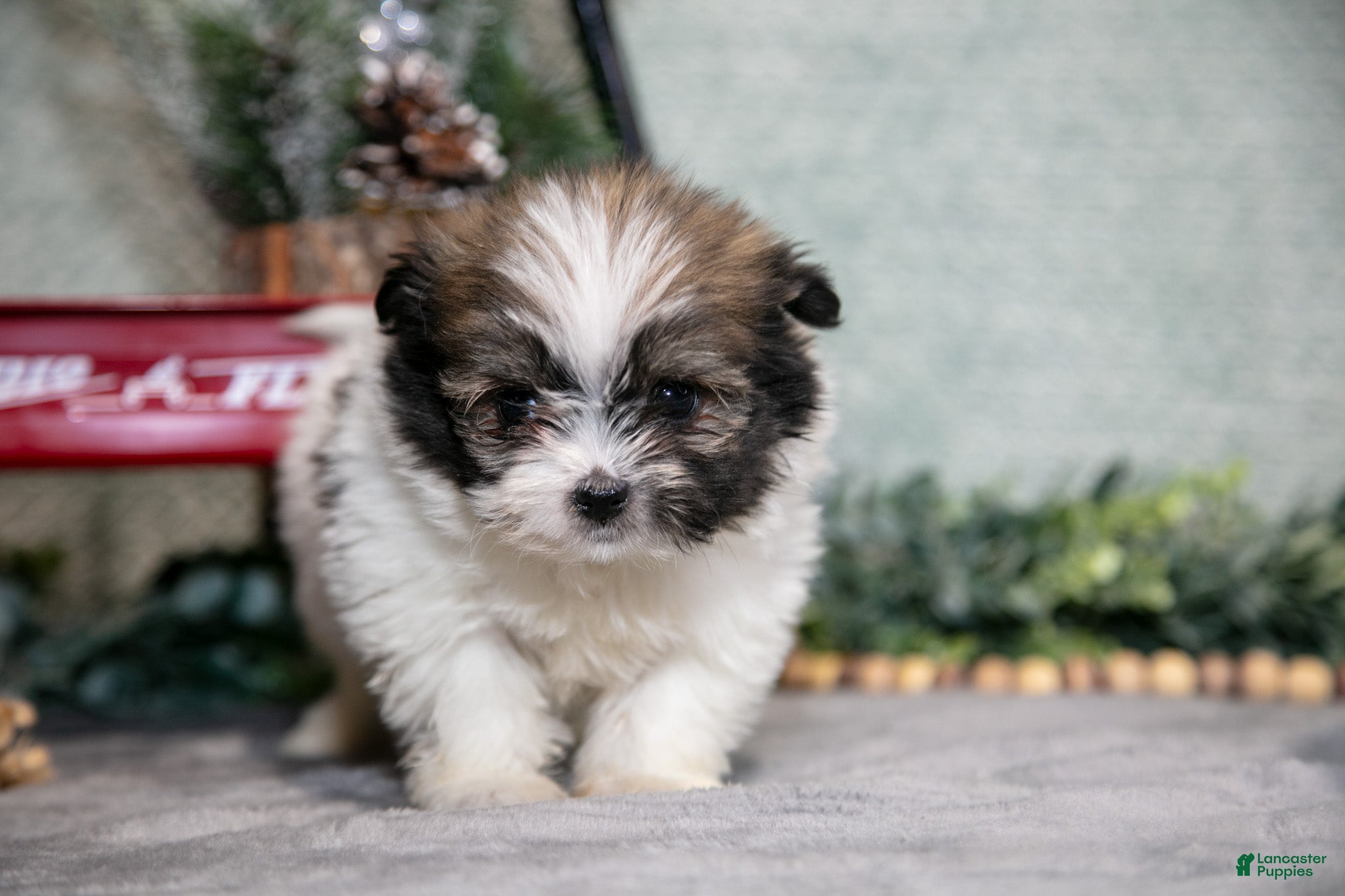 Mixed Breed dogs Grace - Ad 40