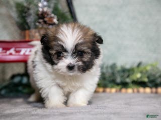 Mixed Breed dogs Grace - Ad 38