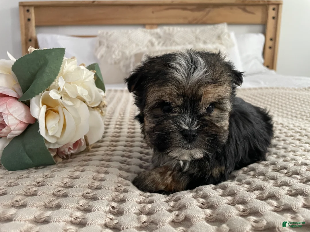 Morkie dogs for sale: Teacup Nugget - Ad 19