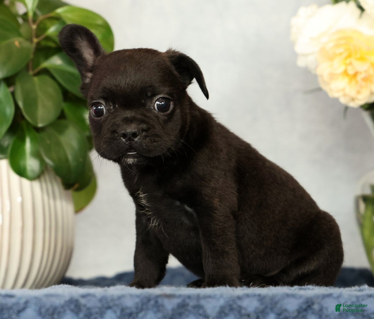 French Bulldog dogs Pez - Ad 2