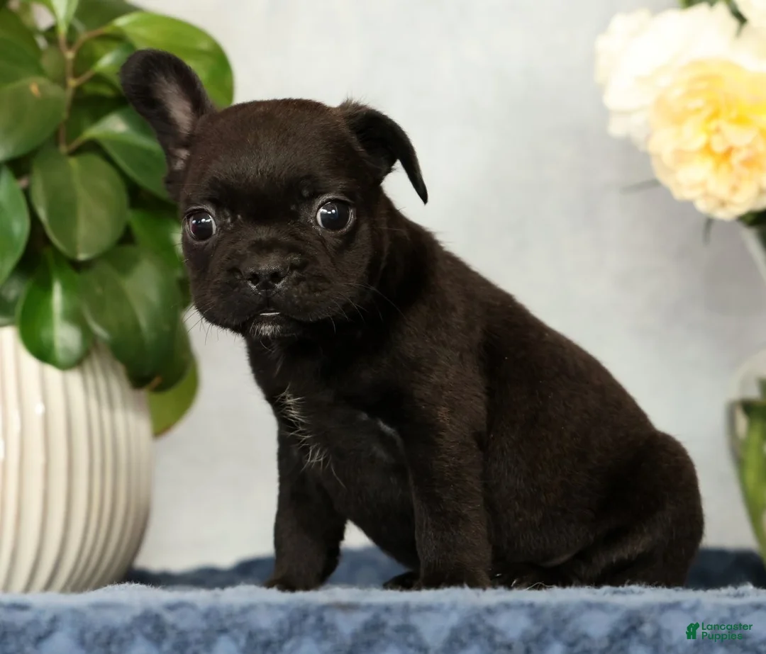 French Bulldog dogs for sale: Pez - Ad 2