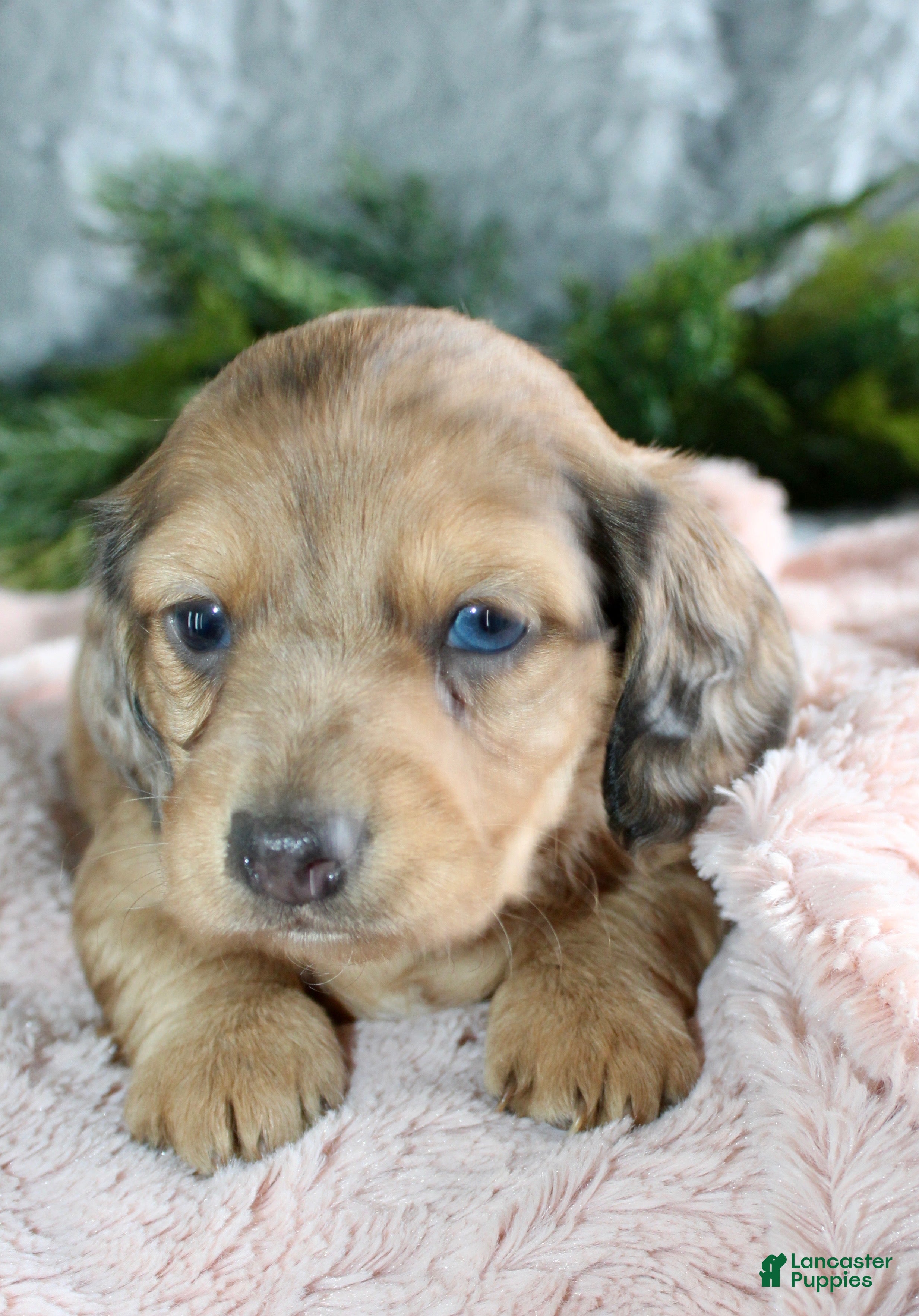 Miniature Dachshund dogs Miniature Dachshund Female Puppy 2 - Ad 1