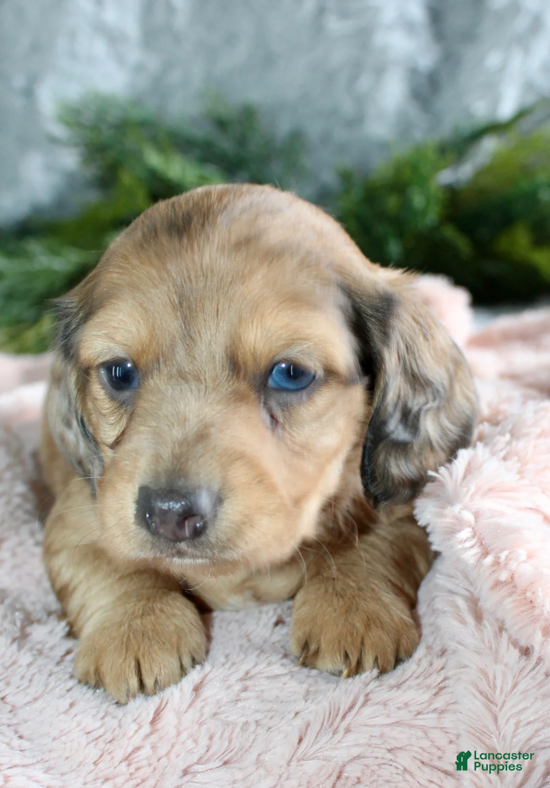 Miniature Dachshund dogs for sale: Miniature Dachshund Female Puppy 2 - Ad 1