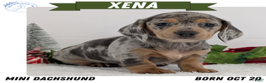 Xena