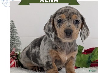 Miniature Dachshund dogs Xena - Ad 3