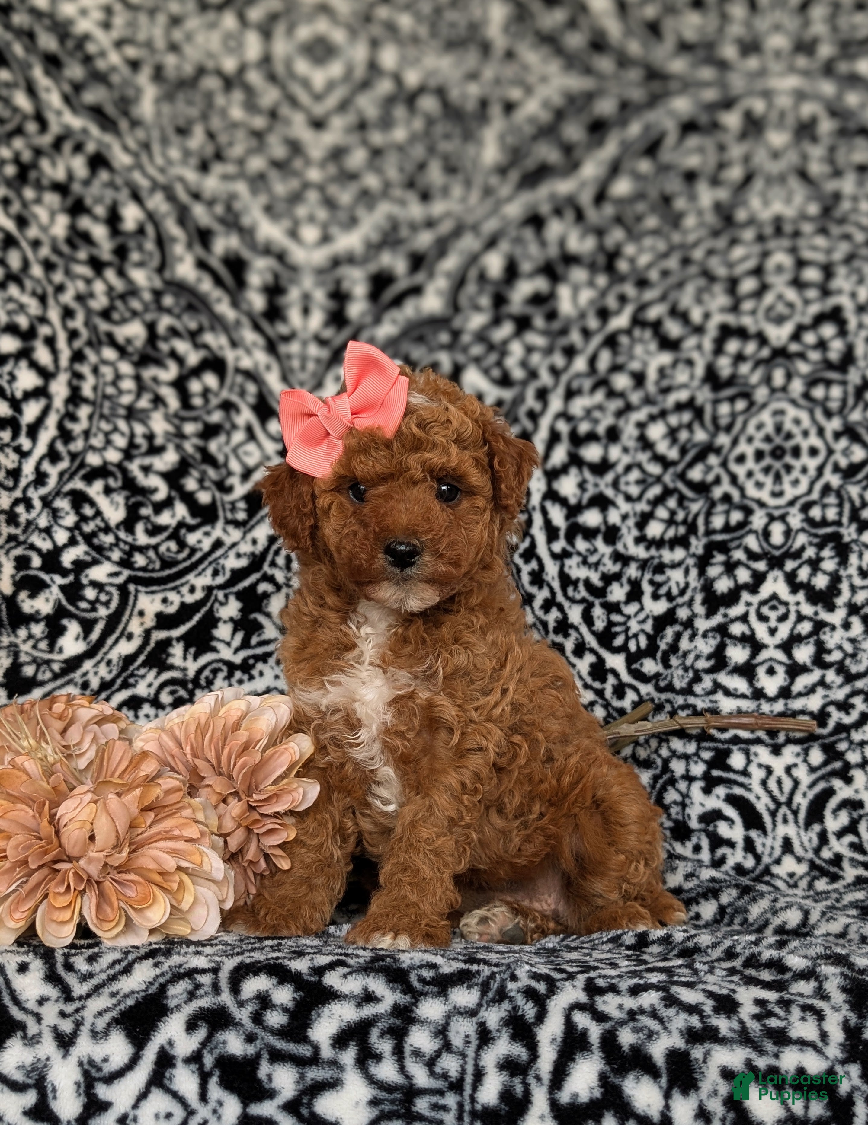 Toy Poodle dogs Sienna - Ad 1
