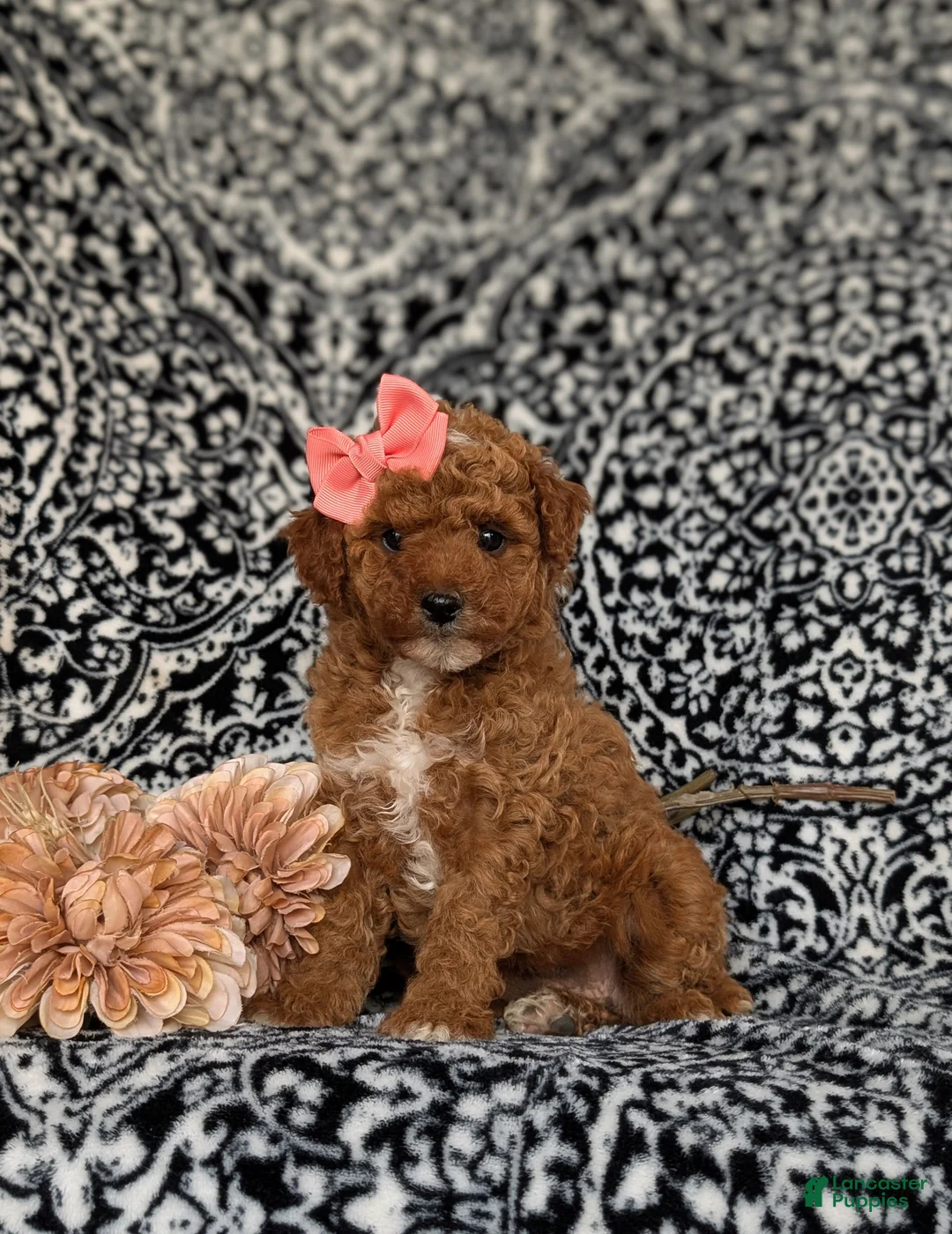 Toy Poodle dogs for sale: Sienna - Ad 1