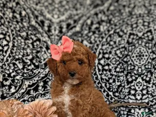 Toy Poodle dogs for sale: Sienna - Ad 2