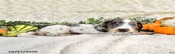 Miniature Dachshund dogs for sale: Joy - Ad 4
