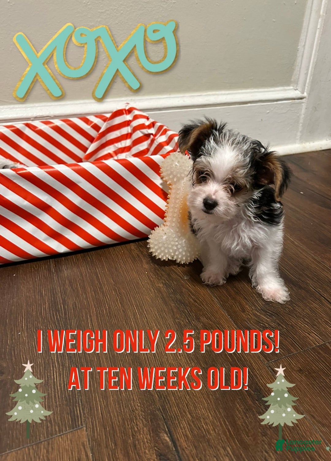 Yorkiepoo dogs for sale: TOY Size Willow - Ad 1