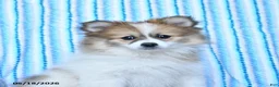 Pomsky dogs for sale: Ruby - Ad 5