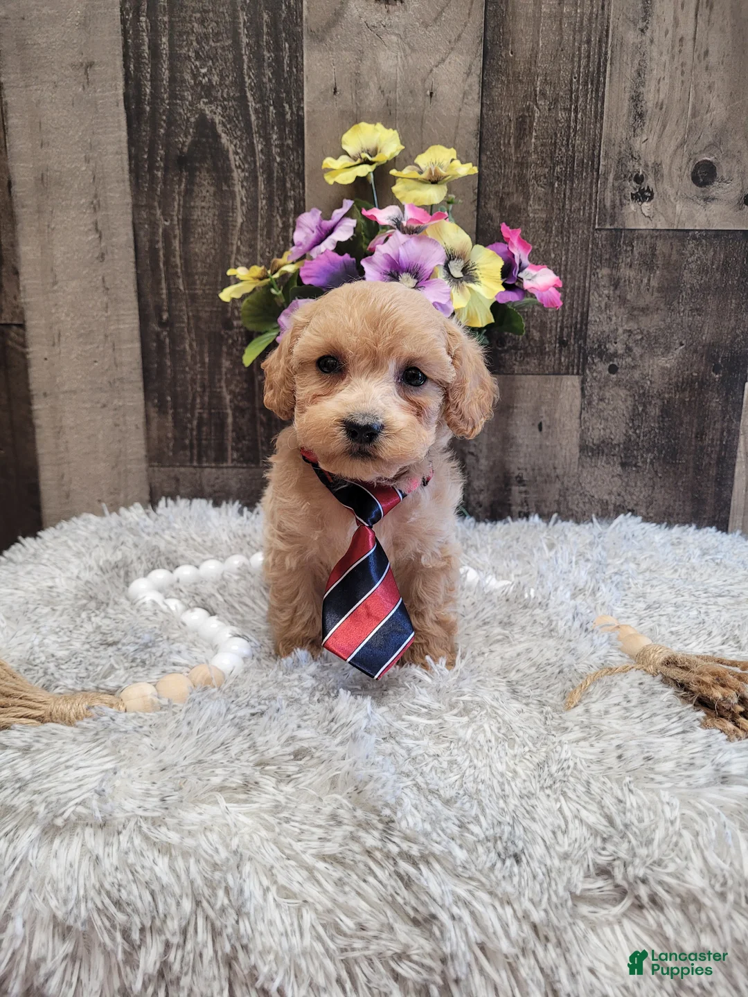 Mixed Breed dogs for sale: Hendrix - Ad 5