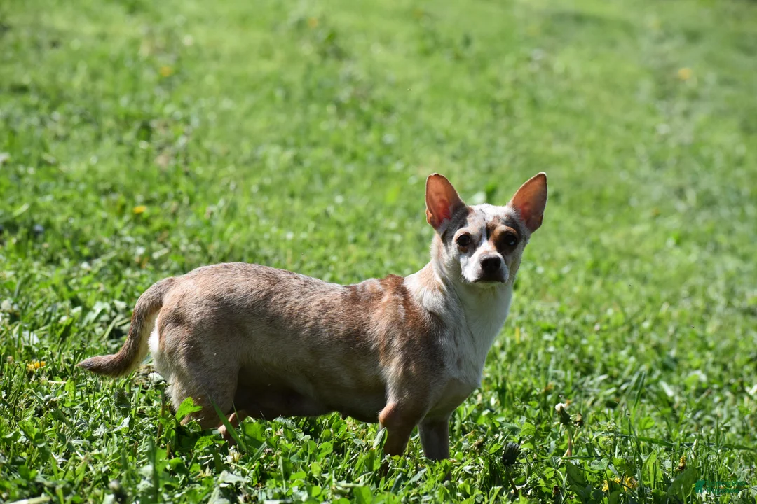 Chihuahua dogs for sale: Sprout - Ad 9