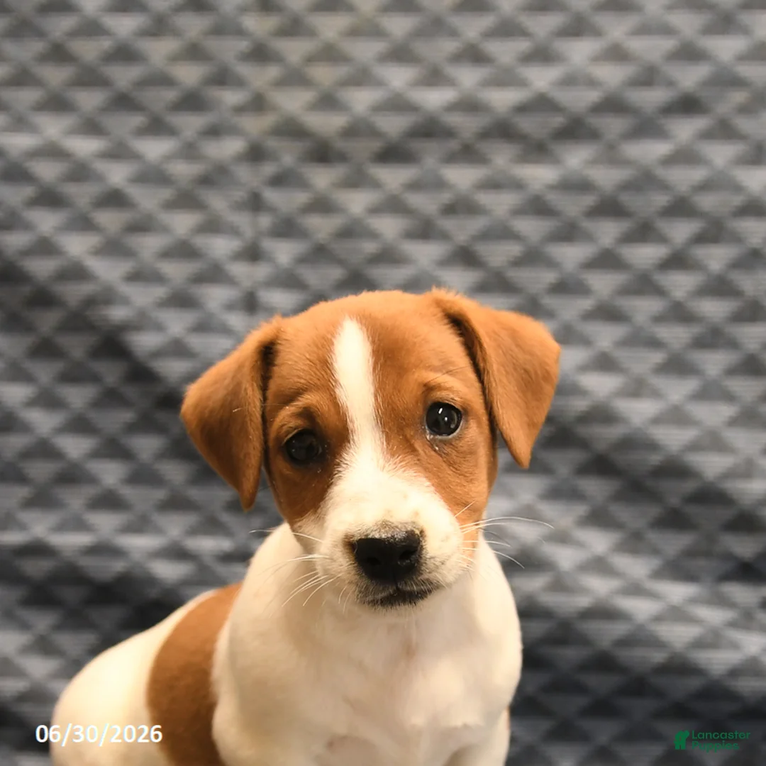 Jack Russell Terrier dogs for sale: Elmer - Ad 5
