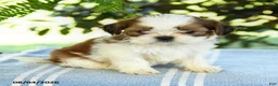 Shih Tzu dogs for sale: Gavin - Ad 3
