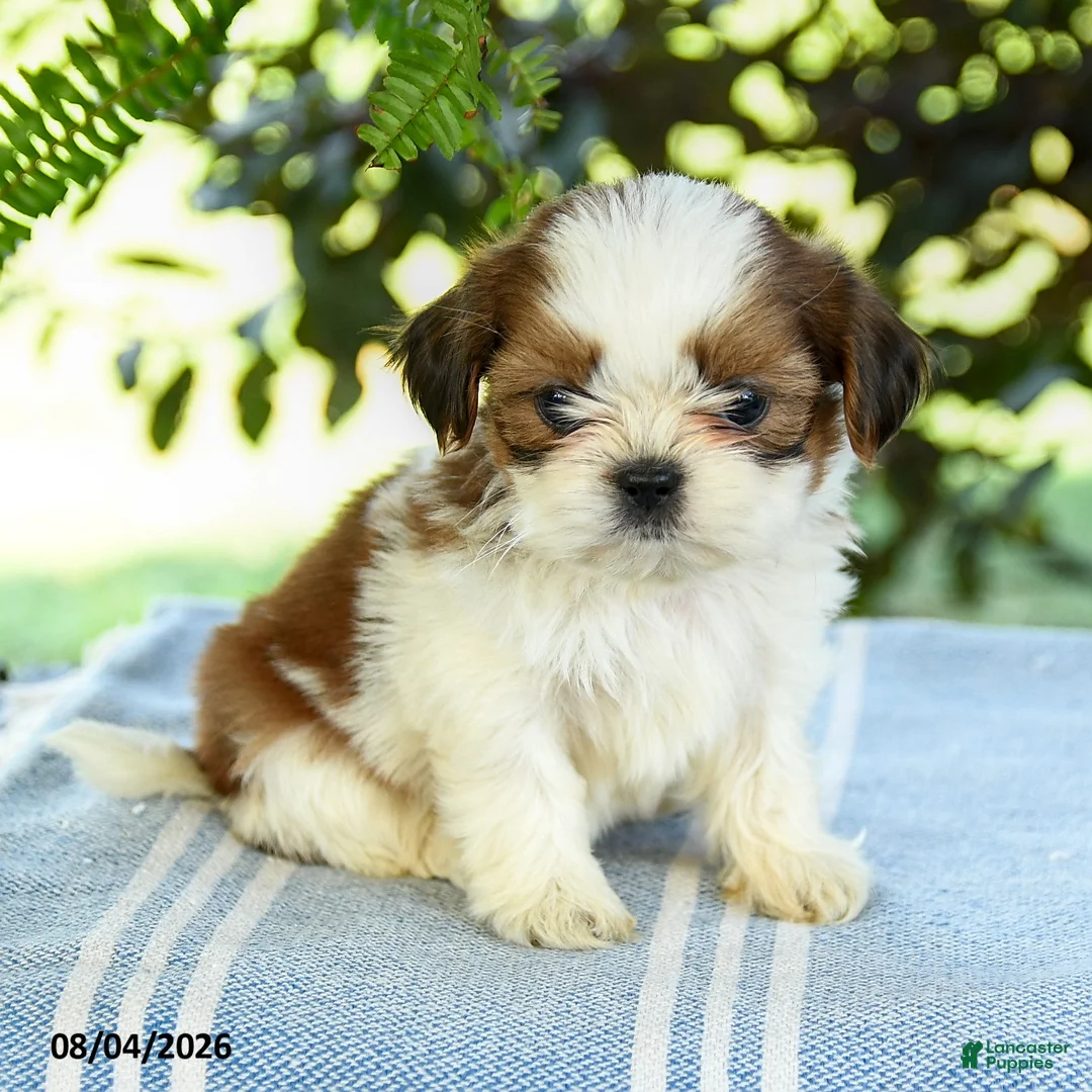 Shih Tzu dogs for sale: Gavin - Ad 3