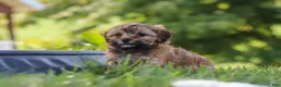 Yorkiepoo dogs for sale: Teddy - Ad 6