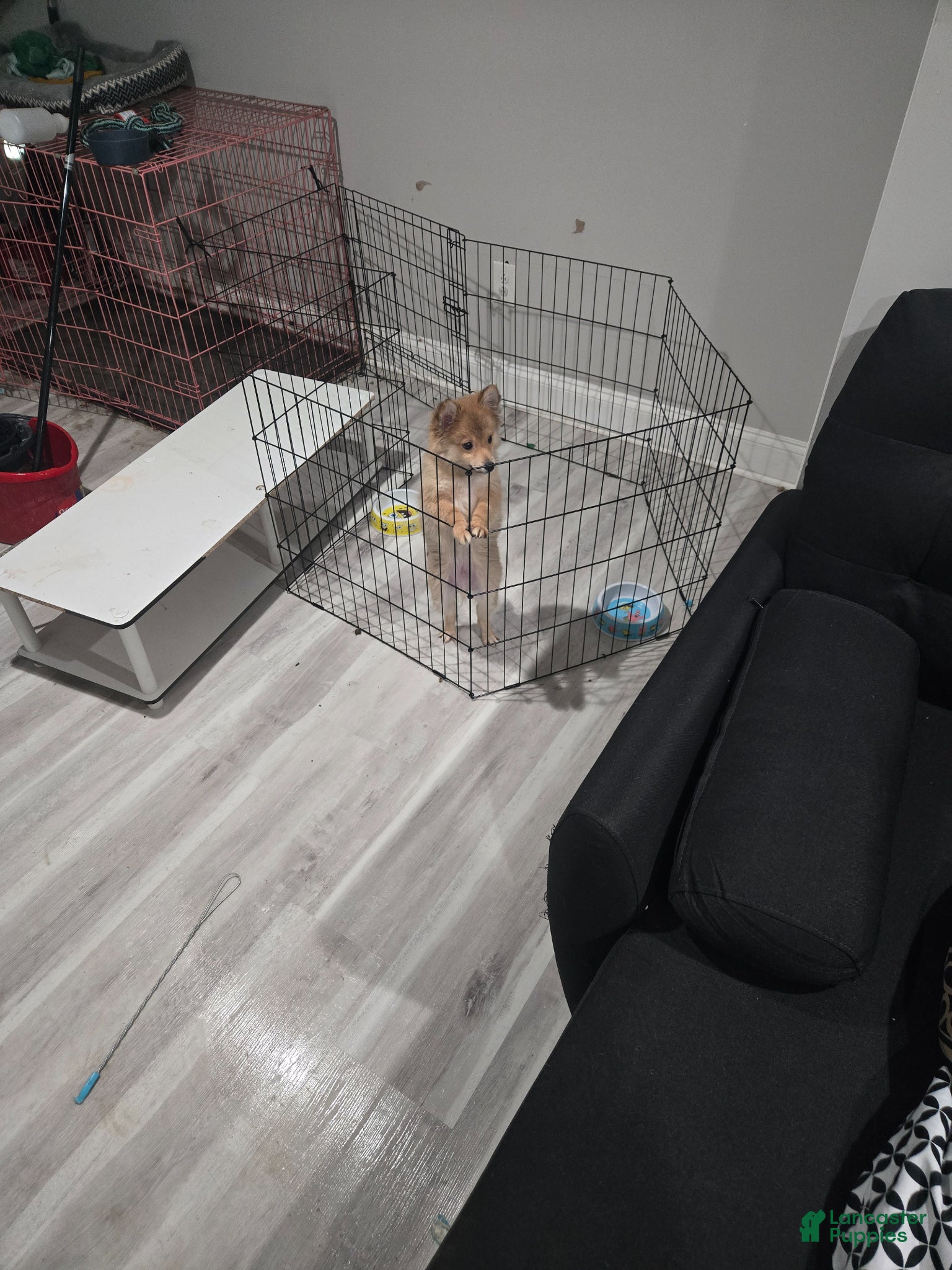 Pomeranian dogs Pomeranian Puppy 2 - Ad 1