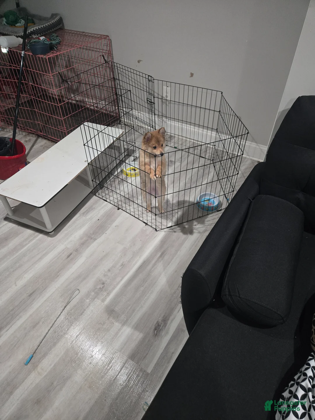 Pomeranian dogs for sale: Pomeranian Puppy 2 - Ad 1