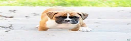 Boxer dogs for sale: Turner - Ad 5