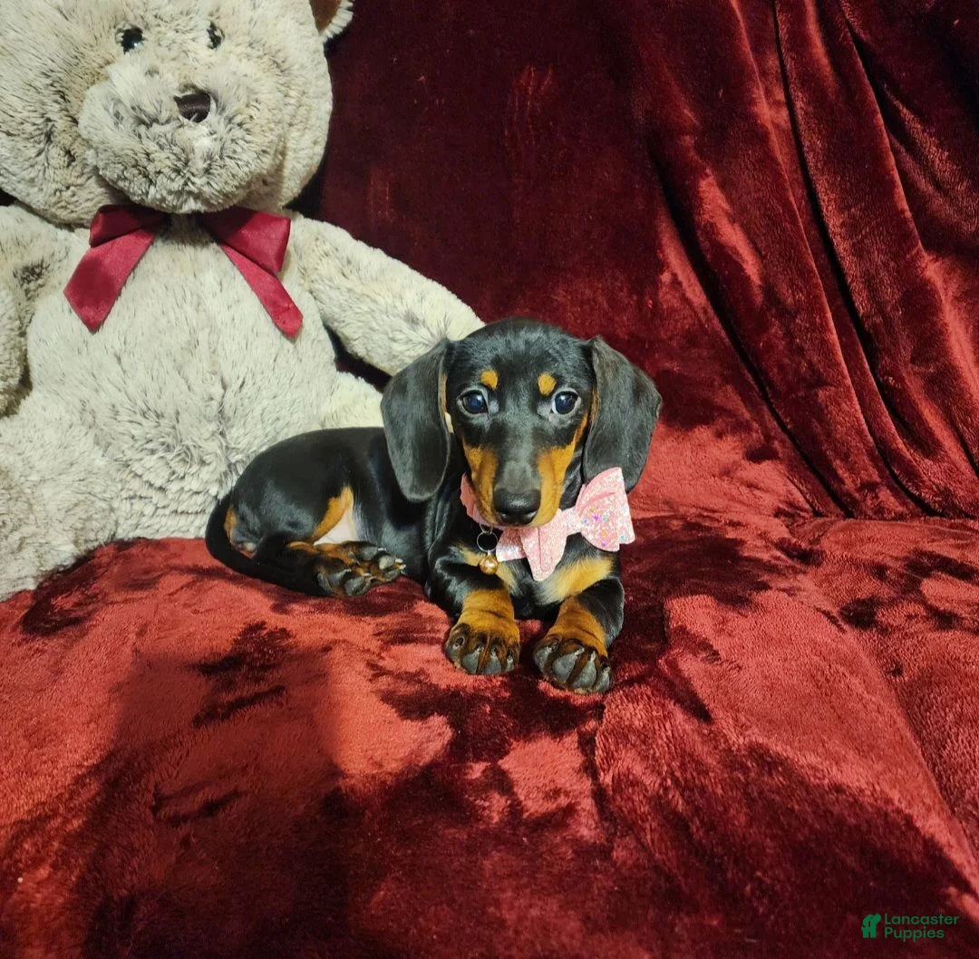 Miniature Dachshund dogs for sale: STELLA - Ad 2