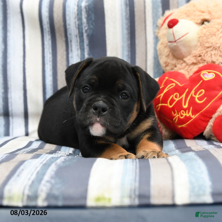 Olde English Bulldogge dogs for sale: Panther - Ad 2