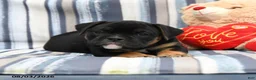 Olde English Bulldogge dogs for sale: Panther - Ad 1
