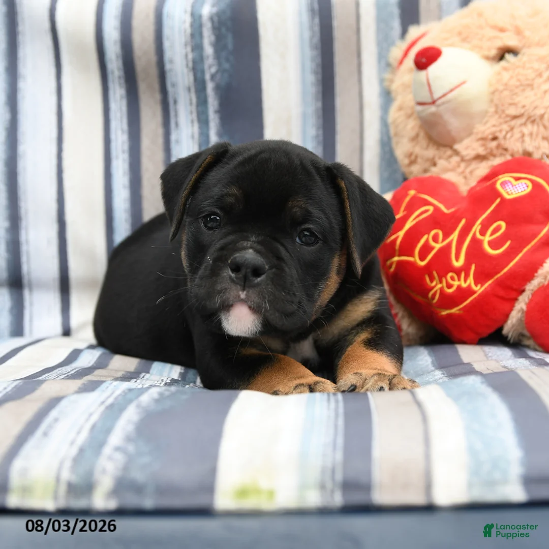Olde English Bulldogge dogs for sale: Panther - Ad 1
