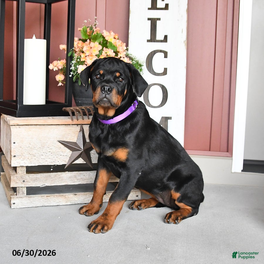 Rottweiler dogs Renee - Ad 1