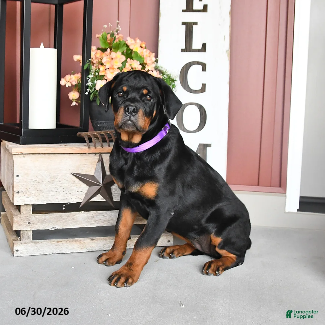 Rottweiler dogs for sale: Renee - Ad 1