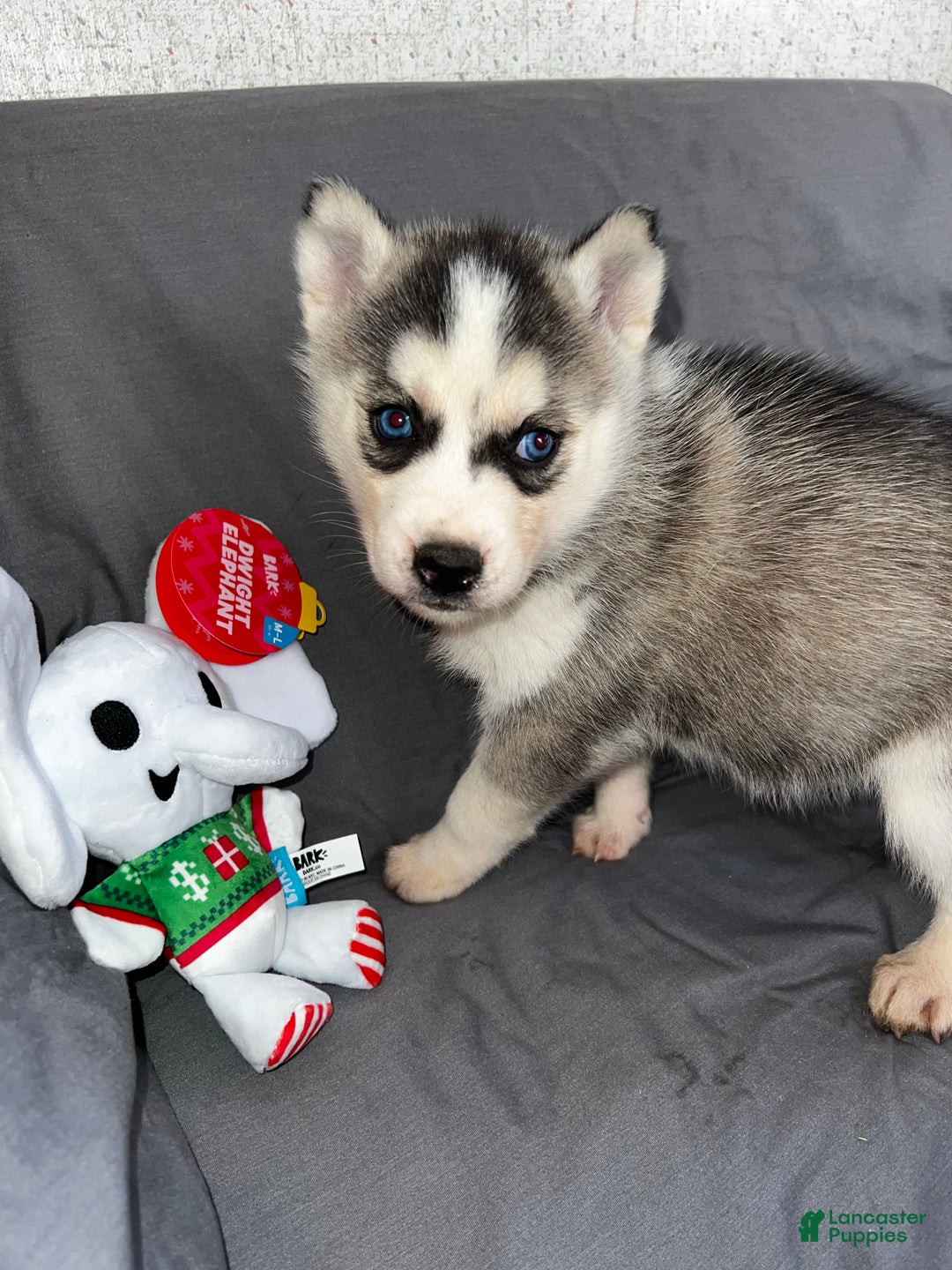 Siberian Husky dogs for sale: Siberian Husky Shadow - Ad 2