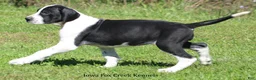 Great Dane dogs for sale: Great Dane 3 - Ad 4