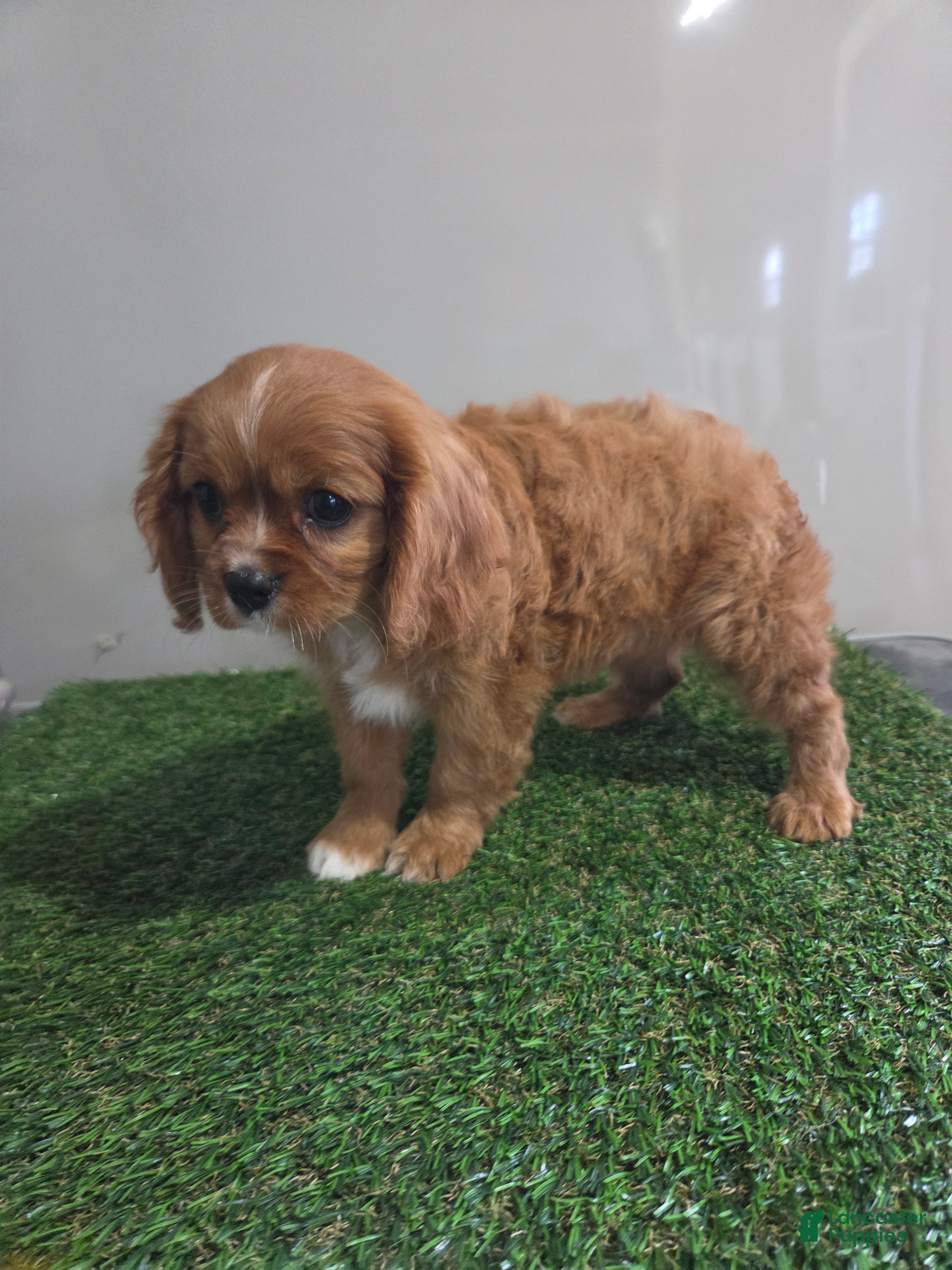 Cavalier King Charles Spaniel dogs Chloe - Ad 1