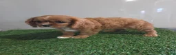 Cavalier King Charles Spaniel dogs for sale: Chloe - Ad 1
