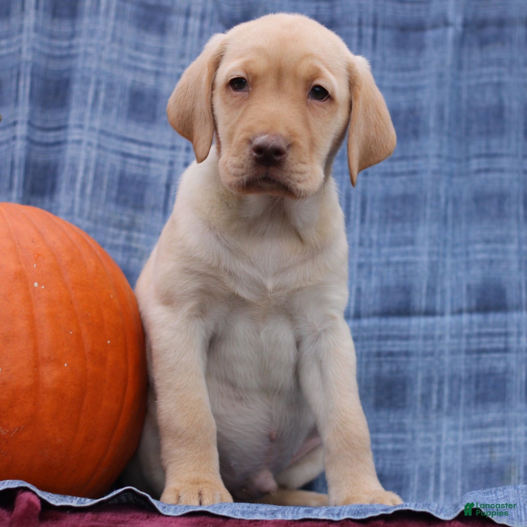Labrador Retriever dogs for sale: Joey  - Ad 3