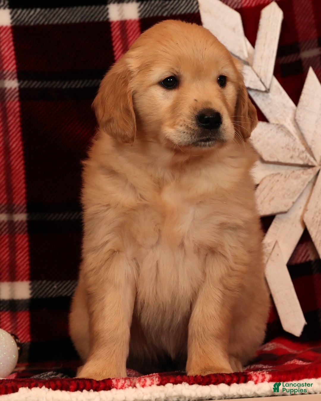 Golden Retriever dogs for sale: Crystal - Ad 6