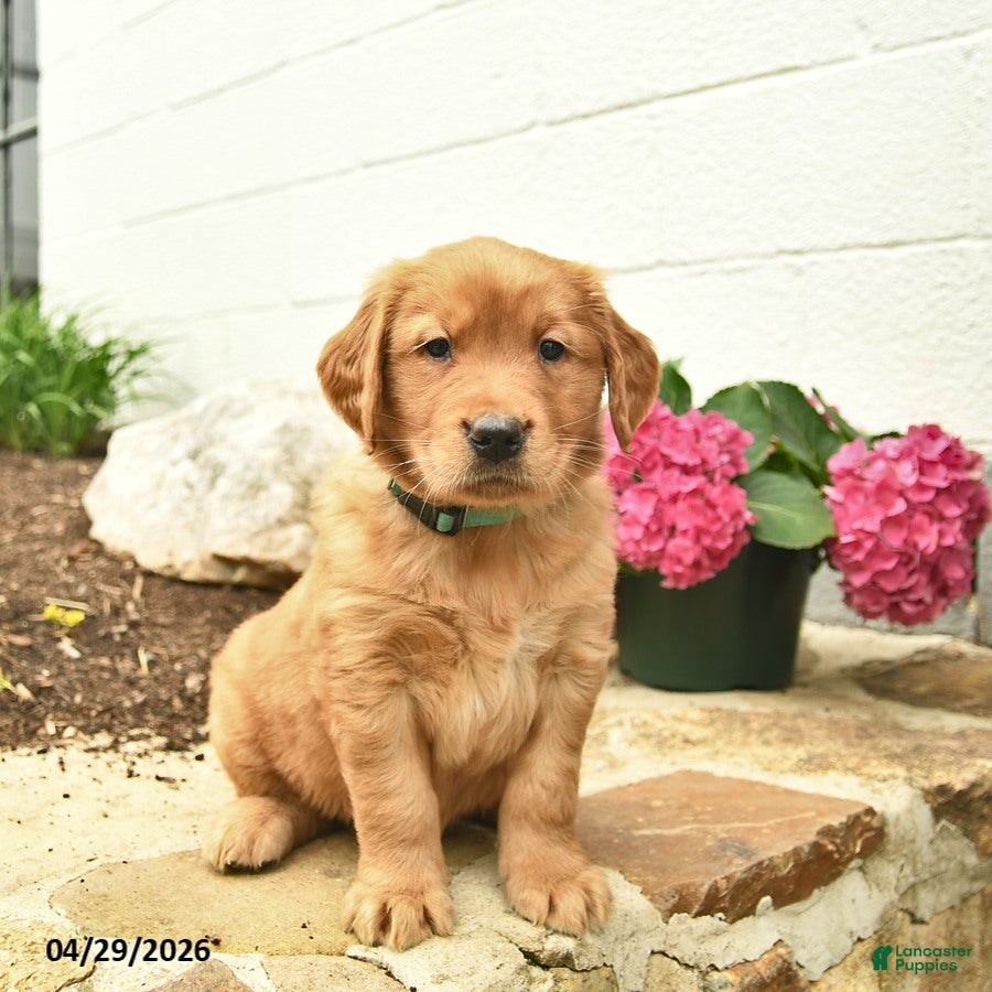 Golden Retriever dogs Cash  - Ad 1
