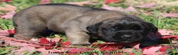 English Mastiff dogs for sale: English Mastiff Puppy 2 - Ad 5