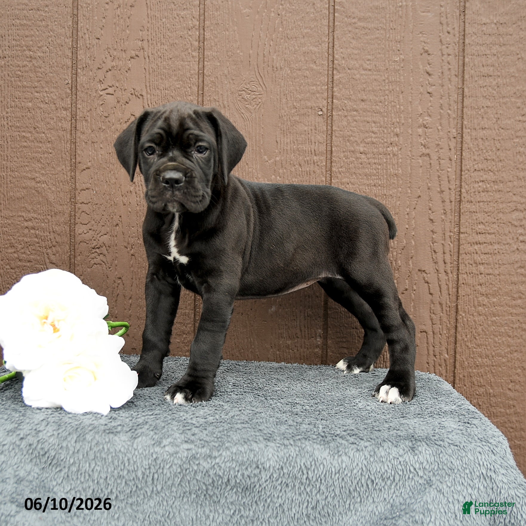 Cane Corso dogs Catalina - Ad 1