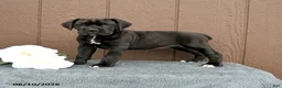 Cane Corso dogs for sale: Catalina - Ad 1