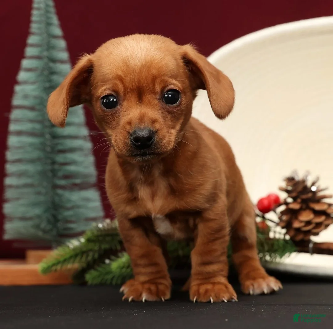 Miniature Dachshund dogs for sale: Beauty - Ad 2