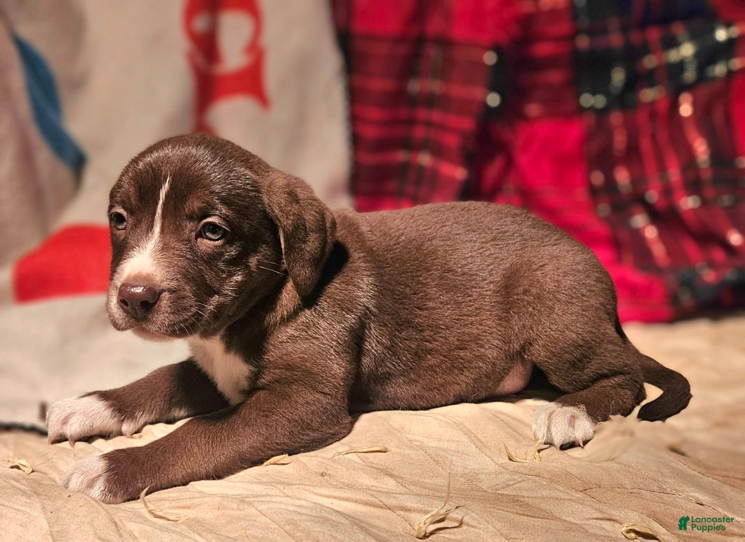 Border Collie dogs for sale: Dori - Ad 9