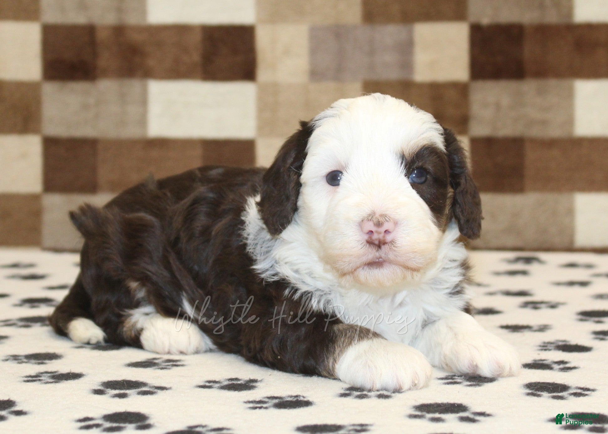 Mini Bernedoodle dogs Bailey - Ad 2
