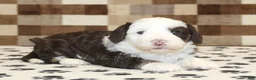 Mini Bernedoodle dogs for sale: Bailey - Ad 2