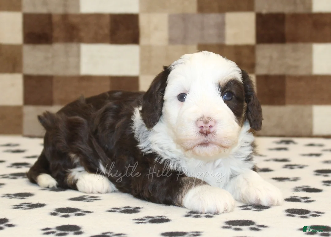 Mini Bernedoodle dogs for sale: Bailey - Ad 2