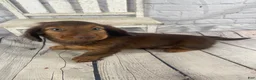 Miniature Dachshund dogs for sale: Emma - Ad 13